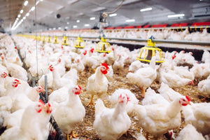 Environmental Sensors & Controls for Poultry Houses